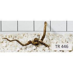 Spiderwood 446
