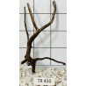 Spiderwood 450