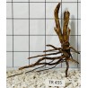 Spiderwood 455