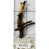 Spiderwood 471