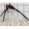 Spiderwood 475