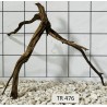 Spiderwood 476