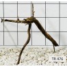 Spiderwood 476