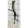 Spiderwood 481