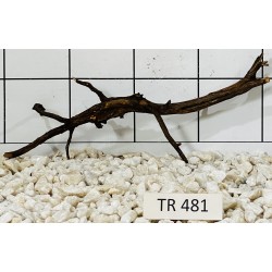 Spiderwood 481