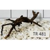 Spiderwood 481