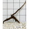 Spiderwood 484