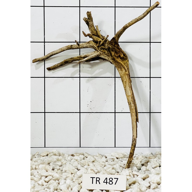 Spiderwood 487