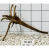 Spiderwood 487