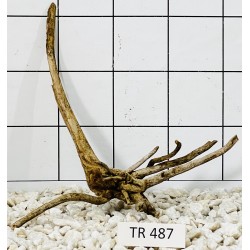 Spiderwood 487