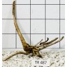 Spiderwood 487