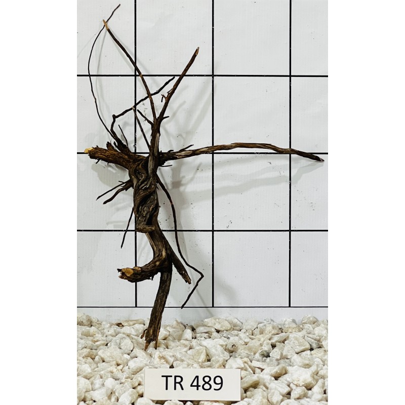 Spiderwood 489