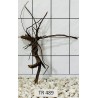 Spiderwood 489