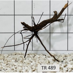 Spiderwood 489