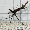 Spiderwood 489