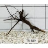 Spiderwood 489