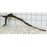 Spiderwood 492