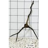 Spiderwood 494