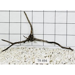 Spiderwood 494