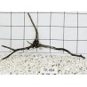 Spiderwood 494
