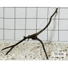 Spiderwood 494