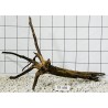 Spiderwood 498