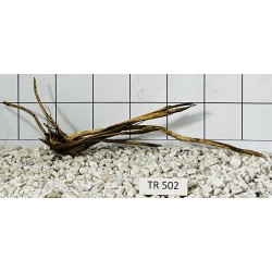 Spiderwood 502