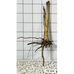 Spiderwood 504