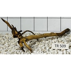 Spiderwood 509