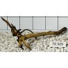 Spiderwood 509