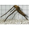 Spiderwood 510