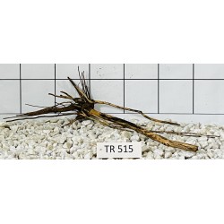 Spiderwood 515