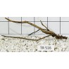 Spiderwood 516