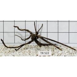Spiderwood 522