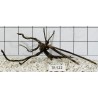 Spiderwood 522