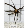 Spiderwood 523