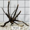 Spiderwood 523