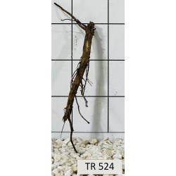 Spiderwood 524