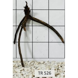 Spiderwood 526