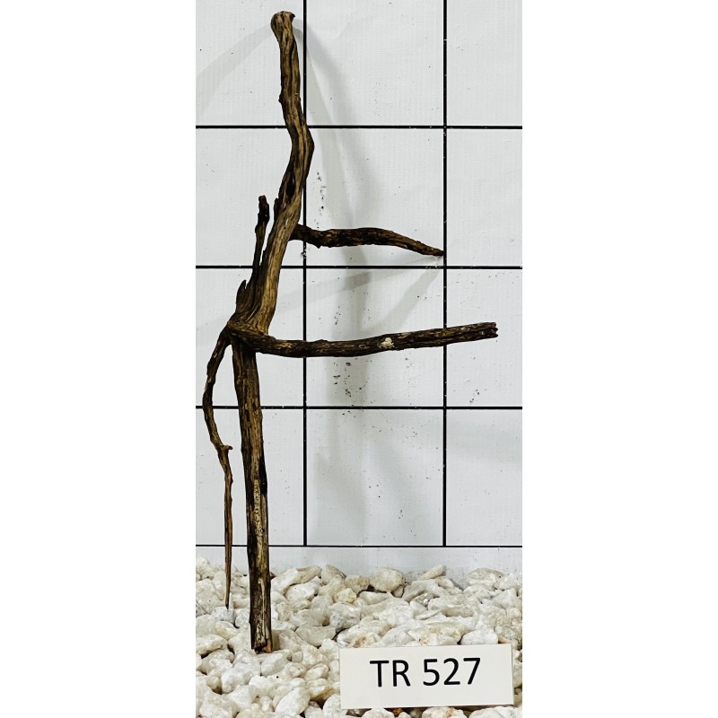 Spiderwood 527