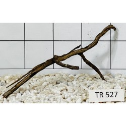 Spiderwood 527