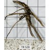Spiderwood 528
