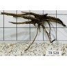 Spiderwood 528