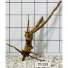 Spiderwood 533