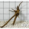 Spiderwood 533