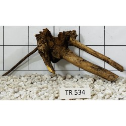 Spiderwood 534