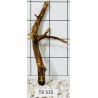Spiderwood 535