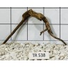 Spiderwood 538