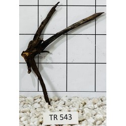Spiderwood 543