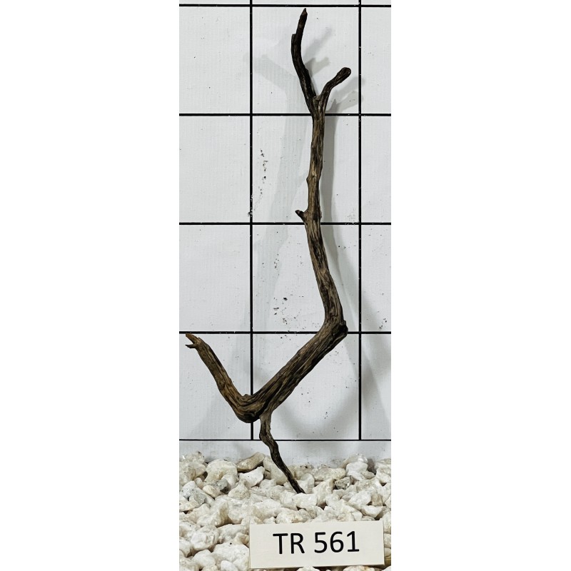 Spiderwood 561